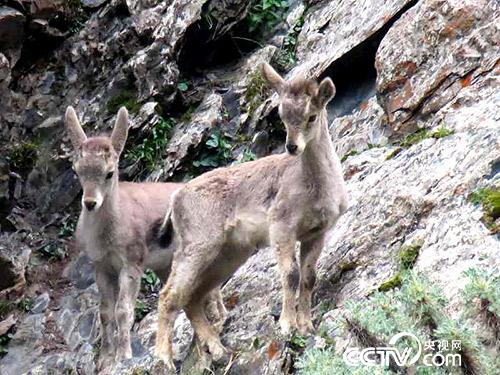 久美扎西拍攝的野生動物。