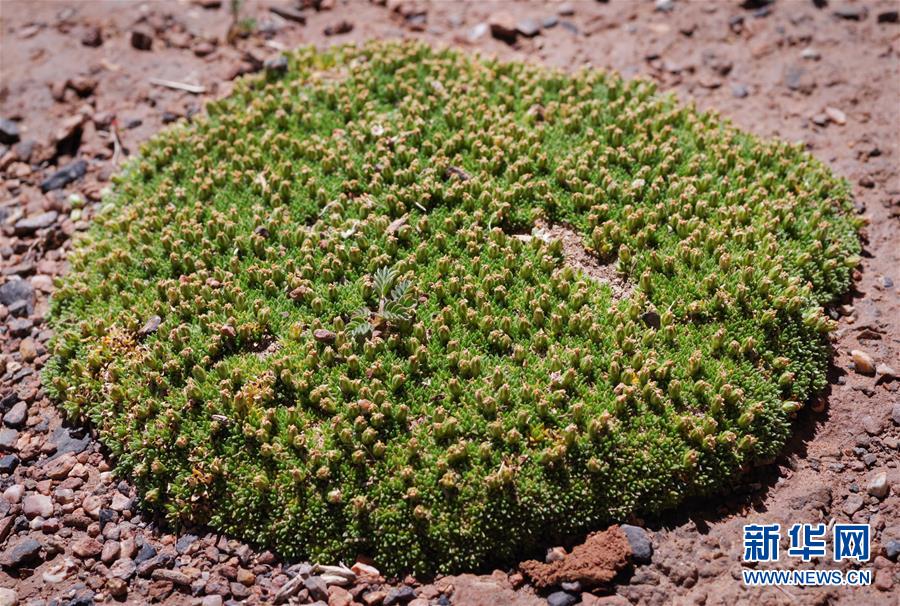 (新華全媒頭條·圖文互動)(7)正在破譯的“青藏密碼”——第二次青藏高原綜合科考首期成果發(fā)布