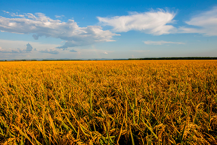 秋收的中國，你想象不到的美！但更美的是&hellip;&hellip;