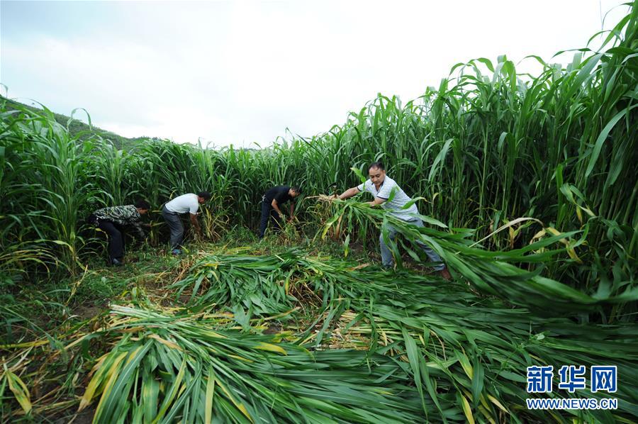 （在習近平新時代中國特色社會主義思想指引下&mdash;&mdash;新時代新作為新篇章&middot;圖文互動）（6）三年村干部 一世農(nóng)村情&mdash;&mdash;記貴州石阡農(nóng)村扶貧干部