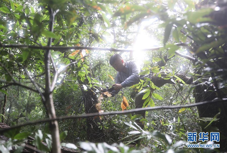 (新華全媒頭條·圖文互動)(7)歸來的雨林