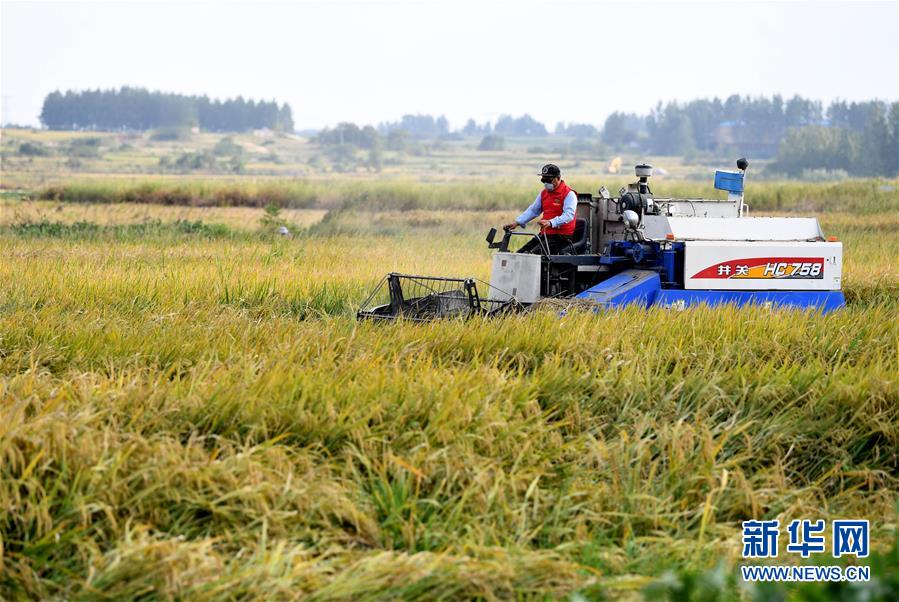 （新華全媒頭條&middot;壯闊東方潮　奮進新時代&mdash;&mdash;慶祝改革開放40年&middot;圖文互動）（9）小崗，與時代同行&mdash;&mdash;&ldquo;中國農(nóng)村改革第一村&rdquo;40年變遷的改革啟示