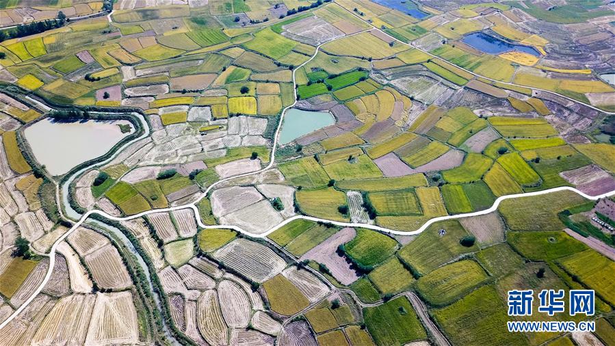 （新華全媒頭條&middot;圖文互動(dòng)）（8）希望灑在金色田野&mdash;&mdash;寫(xiě)在鄉(xiāng)村振興戰(zhàn)略實(shí)施一周年之際