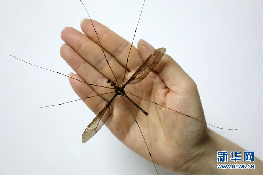 （鏡觀中國&middot;新華社國內(nèi)照片一周精選）（5）世界最大蚊標(biāo)本