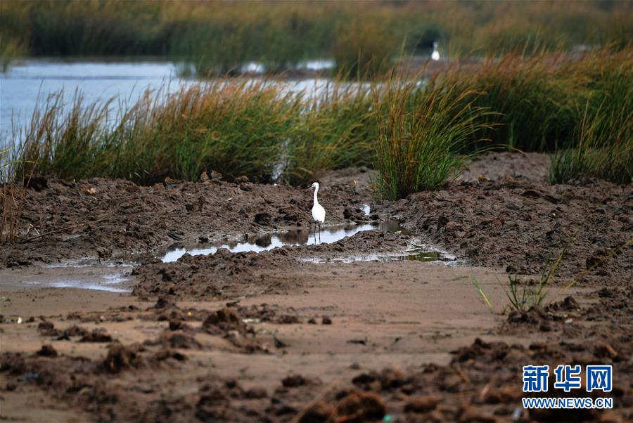 （新華視點(diǎn)&middot;圖文互動(dòng)）（4）福建10名黨員干部被問責(zé)的背后：7部門十余次執(zhí)法未能有效制止泉州灣濕地圍墾行為