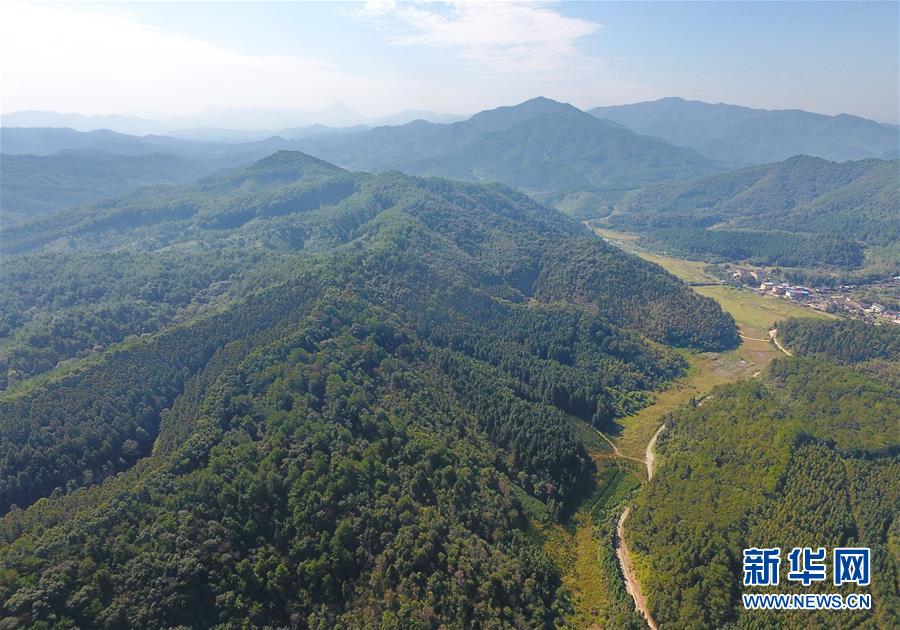 （在習近平新時代中國特色社會主義思想指引下&middot;慶祝改革開放40周年&middot;綠色發(fā)展&middot;圖文互動）（3）向陽花木易為春&mdash;&mdash;綠色發(fā)展之&ldquo;木&rdquo;的故事