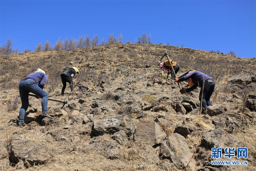 （新華全媒頭條&middot;圖文互動）（8）那一抹綠色，走進越來越多人心里&mdash;&mdash;河北塞罕壩續(xù)寫新時代綠色傳奇