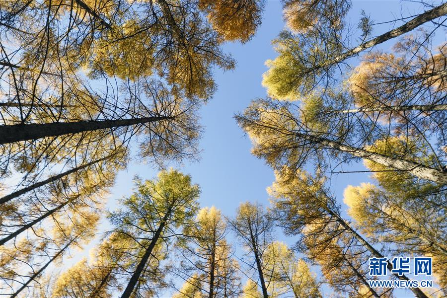 （新華全媒頭條&middot;圖文互動）（9）那一抹綠色，走進越來越多人心里&mdash;&mdash;河北塞罕壩續(xù)寫新時代綠色傳奇