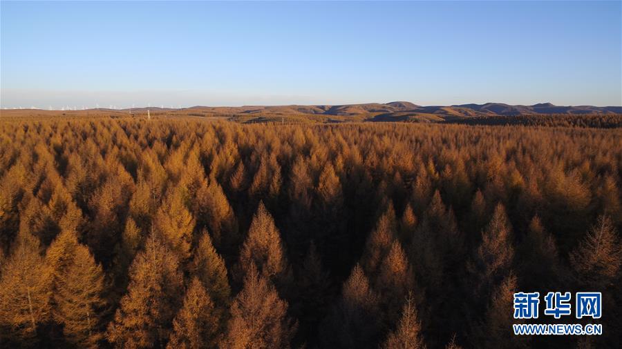 （新華全媒頭條&middot;圖文互動）（6）那一抹綠色，走進越來越多人心里&mdash;&mdash;河北塞罕壩續(xù)寫新時代綠色傳奇