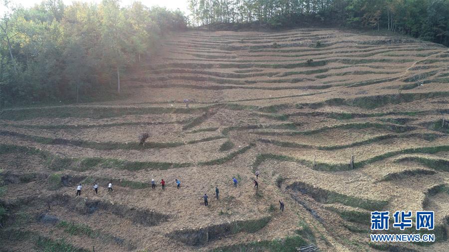 (在習(xí)近平新時代中國特色社會主義思想指引下·慶祝改革開放40周年·共享發(fā)展·圖文互動)(2)“浙江親人”請心安 白茶苗已種滿山——浙江安吉捐贈四川青川白茶苗種植地探訪