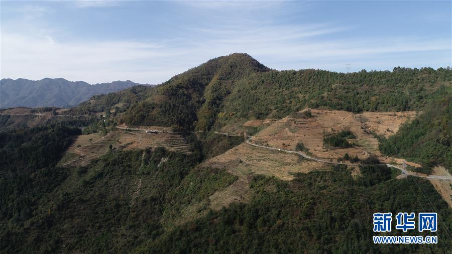 (在習(xí)近平新時代中國特色社會主義思想指引下·慶祝改革開放40周年·共享發(fā)展·圖文互動)(4)“浙江親人”請心安 白茶苗已種滿山——浙江安吉捐贈四川青川白茶苗種植地探訪