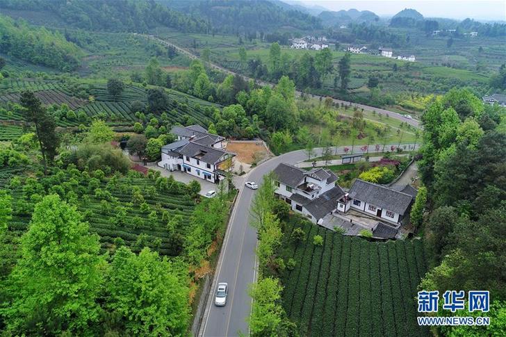 (百城百縣百企調(diào)研行·圖文互動(dòng))(3)貴州湄潭:綠浪淘心 茶富萬民