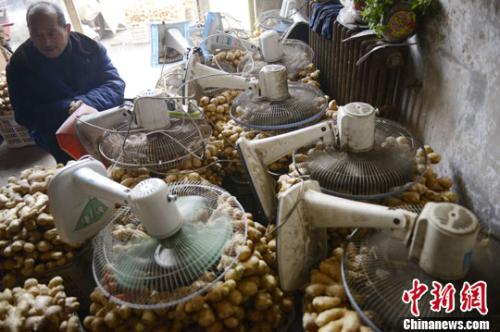 資料圖：山西太原蔬菜批發(fā)市場，姜販用多臺電風(fēng)扇風(fēng)干新鮮潮濕的生姜。<a target='_blank' ><p  align=