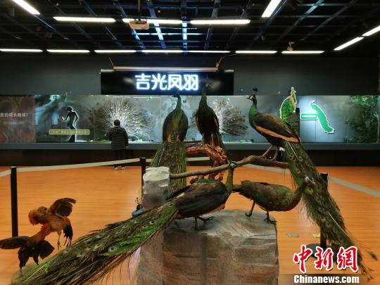 先有雞還是先有蛋？這個科普展覽有點(diǎn)&ldquo;不一般&rdquo;