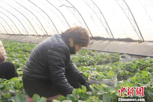 正值隆冬時(shí)節(jié)，山西省長(zhǎng)治市長(zhǎng)子縣天寒地凍，最低氣溫已有零下十幾度，當(dāng)?shù)氐氖卟舜笈飪?nèi)卻&ldquo;春意盎然&rdquo;、生機(jī)勃勃?！⊥蹙S寧 攝