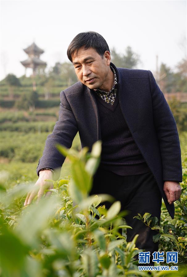 (在習(xí)近平新時代中國特色社會主義思想指引下——新時代新作為新篇章·鄉(xiāng)村振興戰(zhàn)略·圖文互動)(3)老支書王興強的新“茶事”