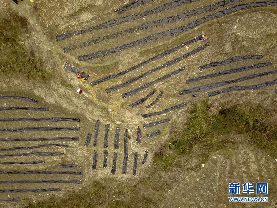 (新春走基層)(15)重慶黔江:土家三老漢 一臺“扶貧戲”