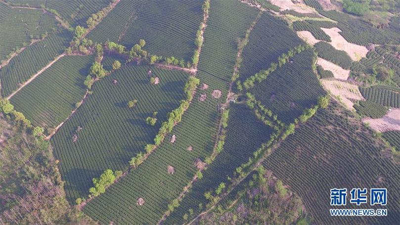 (兩會前夕看落實·圖文互動)(9)綠色發(fā)展引領 守護“魚米之鄉(xiāng)”——江蘇落實習近平總書記全國兩會重要講話精神紀實