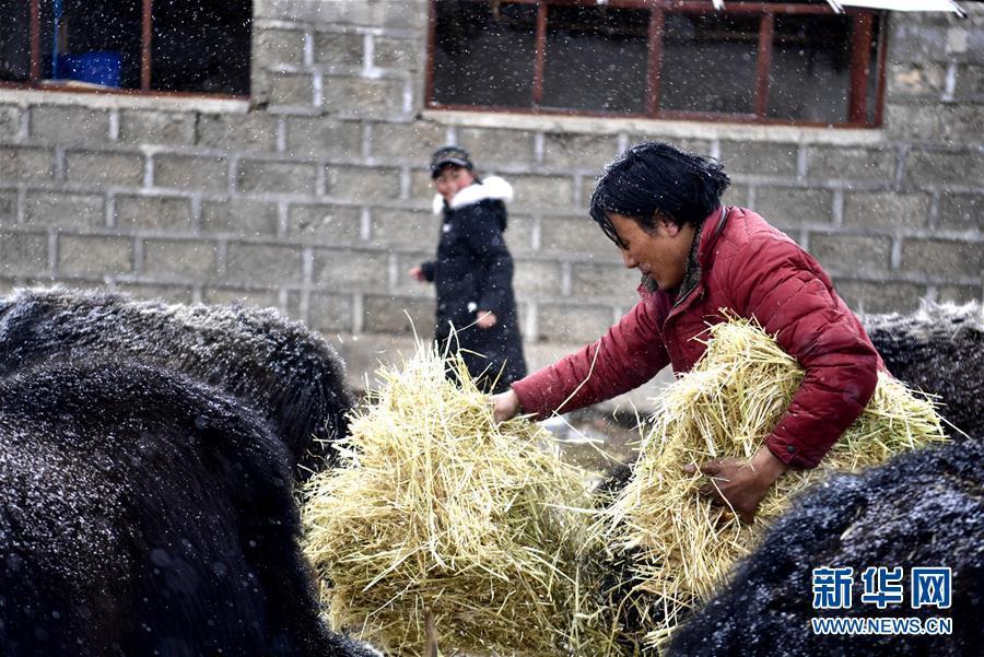 (新華全媒頭條·圖文互動)(6)風(fēng)雪中傳遞溫暖的力量——記青海干部群眾抗擊玉樹雪災(zāi)
