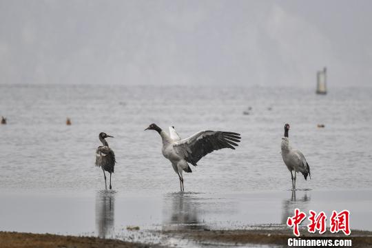 圖為在納帕海濕地棲息的黑頸鶴?！⑷疥?yáng) 攝
