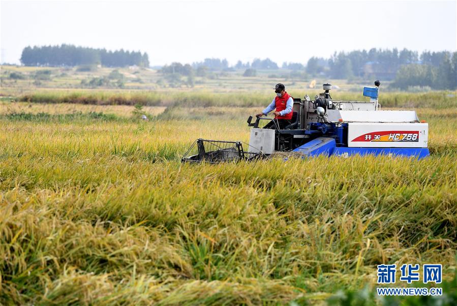 （新華全媒頭條&middot;愛國情 奮斗者&middot;圖文互動）（6）一個村的奮斗，一個時代的巨變&mdash;&mdash;記敢&ldquo;蹚新路&rdquo;的小崗人