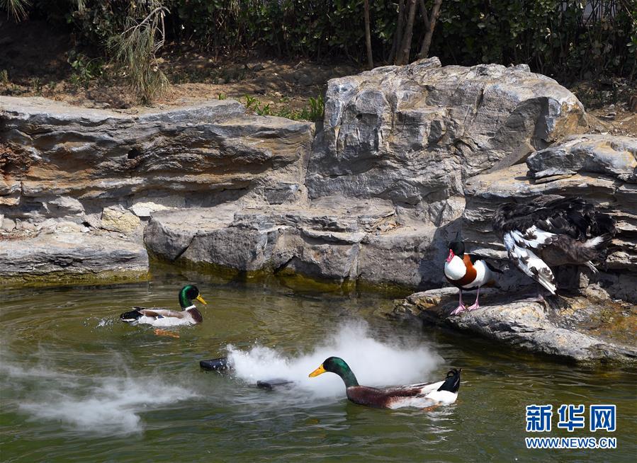 (壯麗70年 奮斗新時(shí)代——推動(dòng)高質(zhì)量發(fā)展調(diào)研行·圖文互動(dòng))(1)北京“三老”現(xiàn)象透視