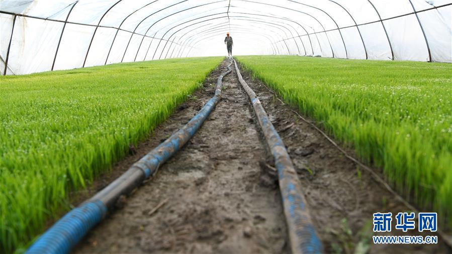 （壯麗70年&middot;奮斗新時(shí)代&middot;圖文互動(dòng)）（7）&ldquo;光腚屯&rdquo;富了美了&mdash;&mdash;《暴風(fēng)驟雨》原型地黑龍江元寶村振興見(jiàn)聞 