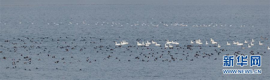 （生態(tài)文明建設&middot;圖文互動）（1）從亂河灘到&ldquo;鳥的天堂&rdquo;&mdash;&mdash;一名攝影師鏡頭里的&ldquo;生態(tài)變奏曲&rdquo;