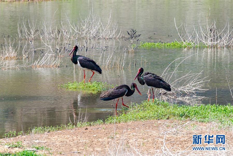 （生態(tài)文明建設&middot;圖文互動）（3）從亂河灘到&ldquo;鳥的天堂&rdquo;&mdash;&mdash;一名攝影師鏡頭里的&ldquo;生態(tài)變奏曲&rdquo;