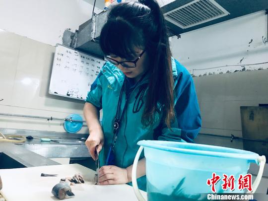 于雅麗在餌料操作間，準(zhǔn)備著動物們的食物?！“瑧c龍 攝