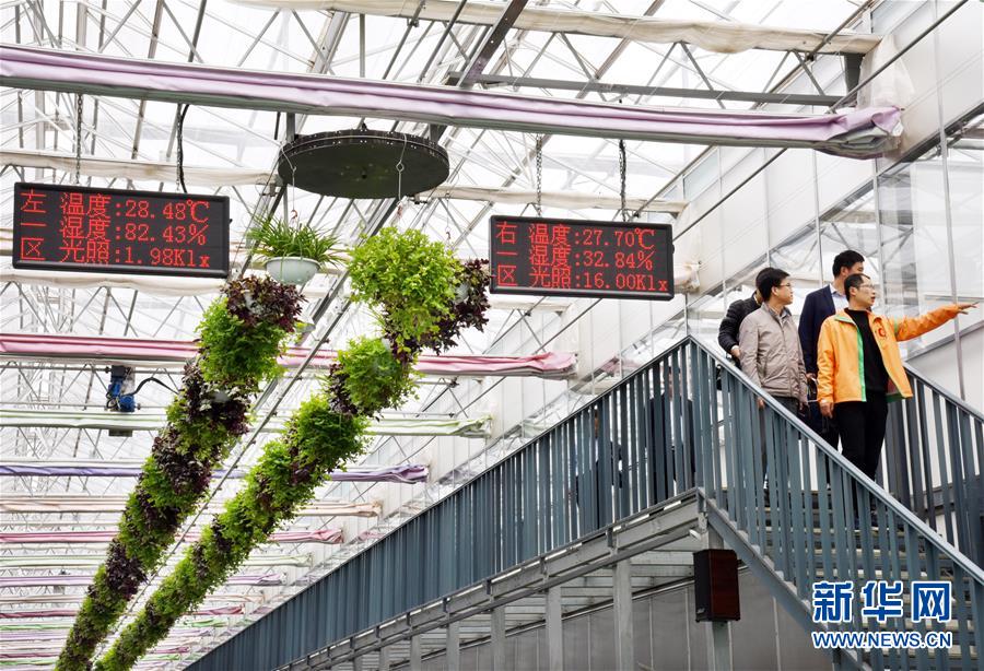 （壯麗70年&middot;奮斗新時(shí)代&middot;圖文互動）（2）山東壽光：一棵&ldquo;菜&rdquo;興一座城 