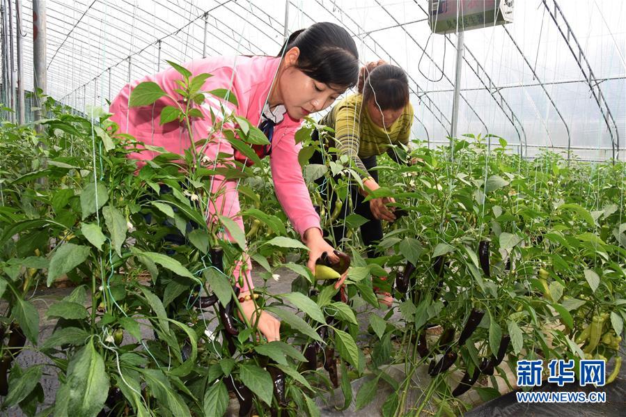 （壯麗70年&middot;奮斗新時(shí)代&middot;圖文互動）（3）山東壽光：一棵&ldquo;菜&rdquo;興一座城 