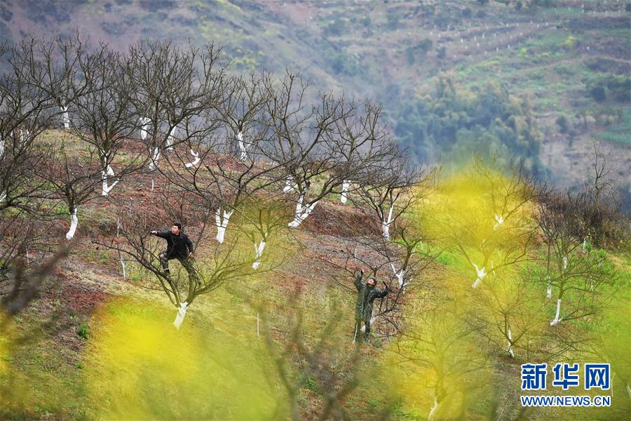 (在習(xí)近平新時(shí)代中國(guó)特色社會(huì)主義思想指引下——新時(shí)代新作為新篇章)(8)重慶巫山:“生態(tài)寶貝”變身“搖錢樹”