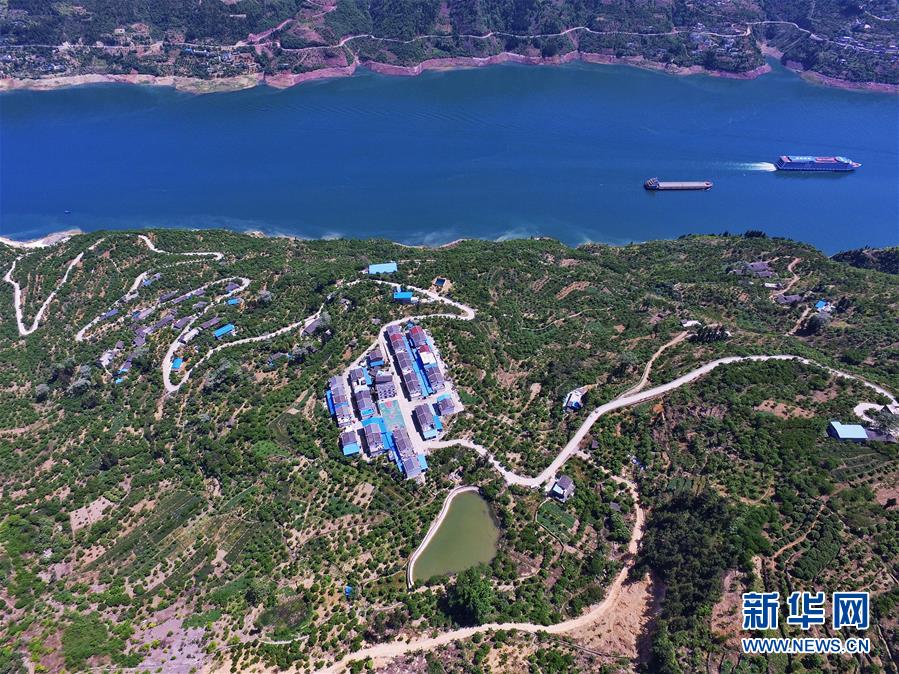 (在習(xí)近平新時(shí)代中國(guó)特色社會(huì)主義思想指引下——新時(shí)代新作為新篇章)(2)重慶巫山:“生態(tài)寶貝”變身“搖錢樹”