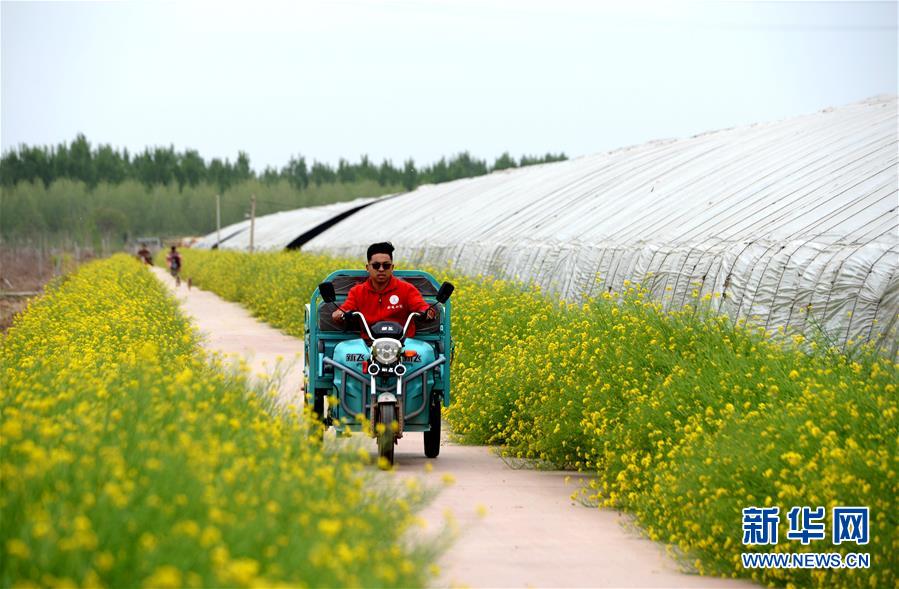 (新華全媒頭條·愛國(guó)情 奮斗者·圖文互動(dòng))(6)把論文寫在祖國(guó)的大地上——中國(guó)農(nóng)業(yè)大學(xué)46年扎根河北曲周服務(wù)鄉(xiāng)村振興紀(jì)實(shí)