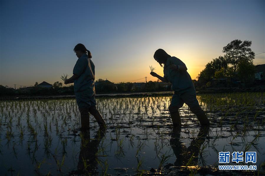 （在習(xí)近平新時代中國特色社會主義思想指引下&mdash;&mdash;新時代新作為新篇章&middot;圖文互動）（2）大學(xué)生種田讓農(nóng)民&ldquo;老把式&rdquo;開了眼&mdash;&mdash;吉林長白山下的稻田新事