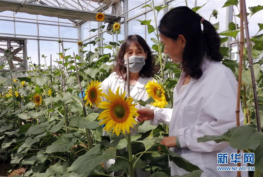 (在習(xí)近平新時(shí)代中國(guó)特色社會(huì)主義思想指引下——新時(shí)代新作為新篇章·圖文互動(dòng))走自主研發(fā)之路:中國(guó)食葵打敗“洋”種子