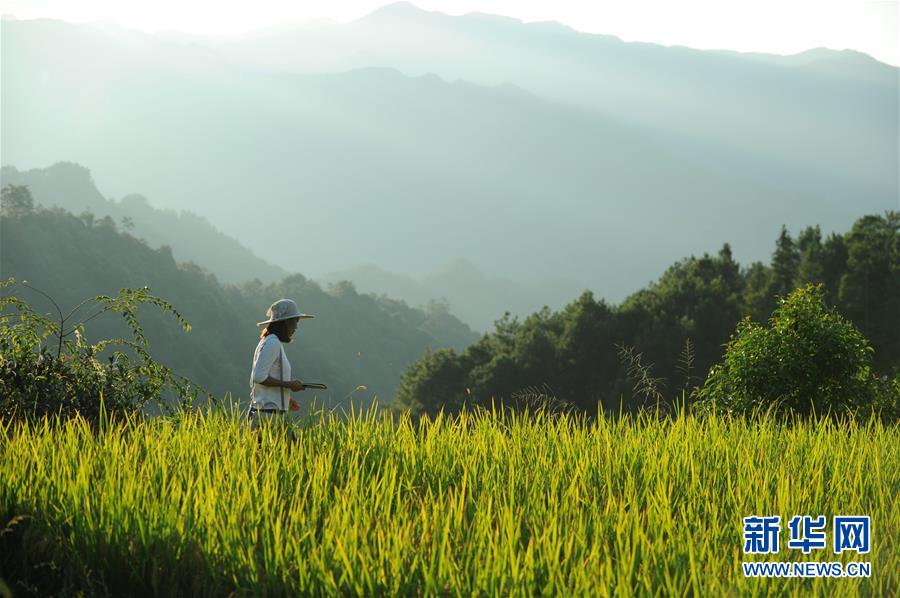 （新華全媒頭條&middot;圖文互動）（9）咱們村里的年輕人&mdash;&mdash;記奮戰(zhàn)在貴州脫貧攻堅一線的青年