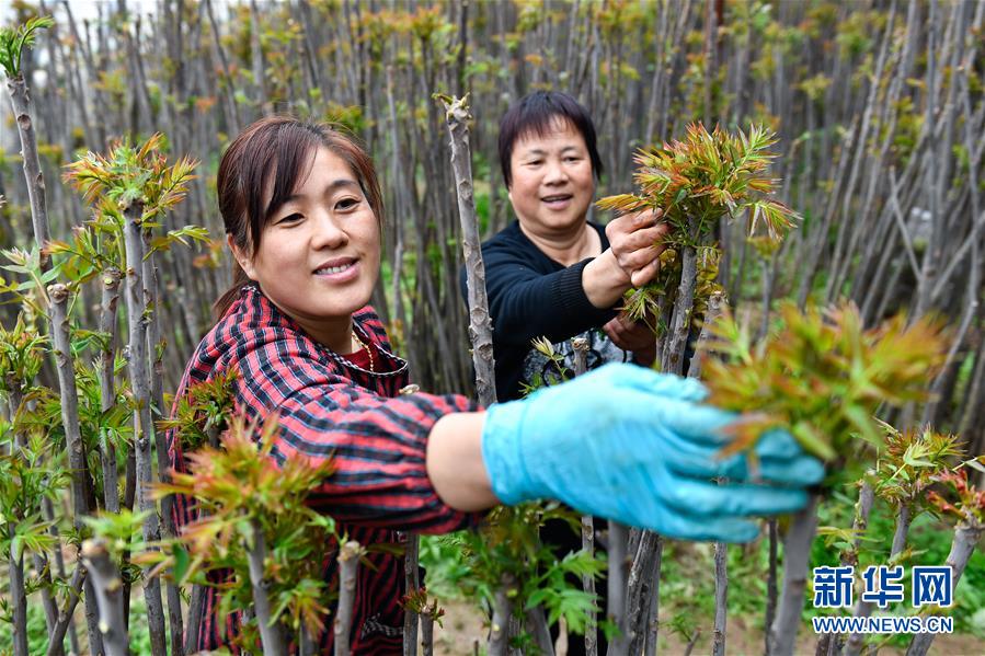 (在習(xí)近平新時代中國特色社會主義思想指引下——新時代新作為新篇章·圖文互動)(1)中條山下綠意濃——一個“資源窮縣”的生態(tài)發(fā)展之路