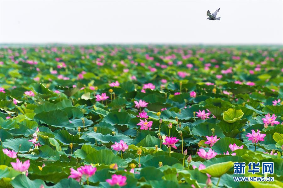 (壯麗70年·奮斗新時代——共和國發(fā)展成就巡禮·圖文互動)(5)潮涌楚天闊——湖北砥礪奮進70年譜寫高質(zhì)量發(fā)展華章