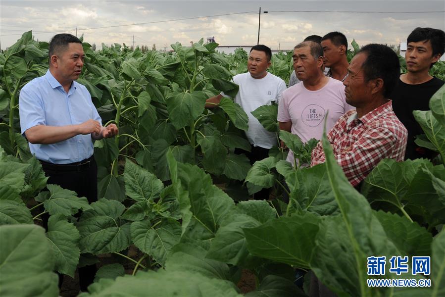(愛國情 奮斗者·圖片互動)(4)張永平:像打造“中國芯”一樣打造“中國葵”
