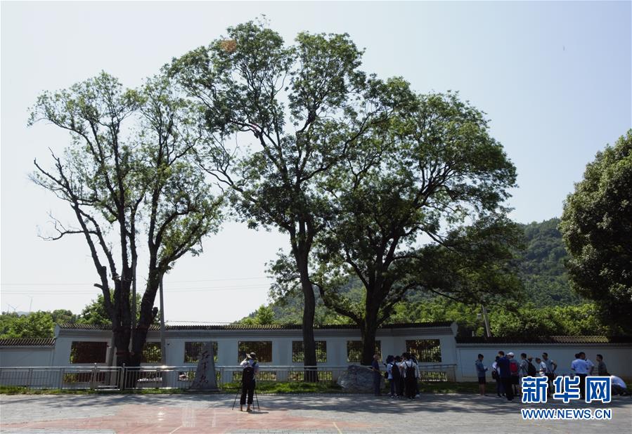 （壯麗70年&middot;奮斗新時代&mdash;&mdash;記者再走長征路&middot;圖文互動）（6）&ldquo;紅軍樹&rdquo;下憶初心、守初心