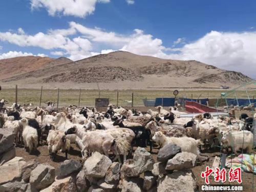 圖為羊群正從羊圈里出來(lái)。 謝藝觀 攝