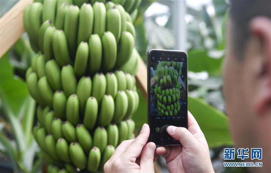 (在習(xí)近平新時(shí)代中國特色社會主義思想指引下——新時(shí)代新作為新篇章·圖文互動)(1)吉林萬昌現(xiàn)代農(nóng)業(yè)發(fā)展先導(dǎo)區(qū)“三變”