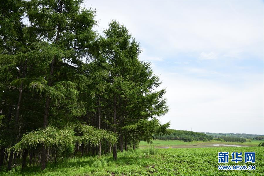 （在習(xí)近平新時代中國特色社會主義思想指引下&mdash;&mdash;新時代新作為新篇章&middot;圖文互動）（1）向林木要錢，讓綠樹生金&mdash;&mdash;黑龍江省拜泉縣發(fā)展綠色經(jīng)濟(jì)助脫貧