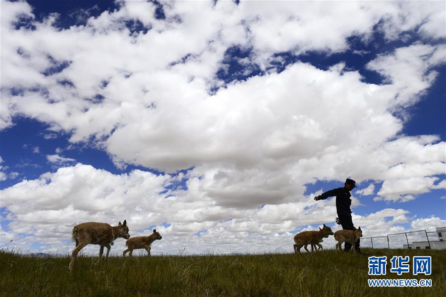 （今日關(guān)注&middot;第一屆國家公園論壇&middot;圖文互動）（5）首個國家公園什么樣？專家?guī)阆?ldquo;睹&rdquo;為快