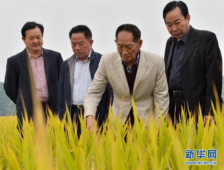 (壯麗70年·奮斗新時(shí)代——共和國(guó)榮光·圖文互動(dòng))(2)袁隆平:把對(duì)祖國(guó)的熱忱結(jié)成飽滿的稻穗