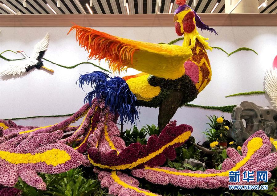 （圖文互動）（3）上千個中外菊花參賽作品亮相北京世園會