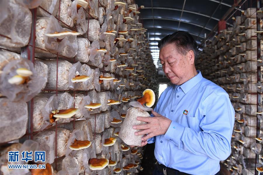 （不忘初心、牢記使命&middot;圖文互動(dòng)）（1）拳拳寸草心 濃濃報(bào)國情&mdash;&mdash;記&ldquo;菌草之父&rdquo;林占熺