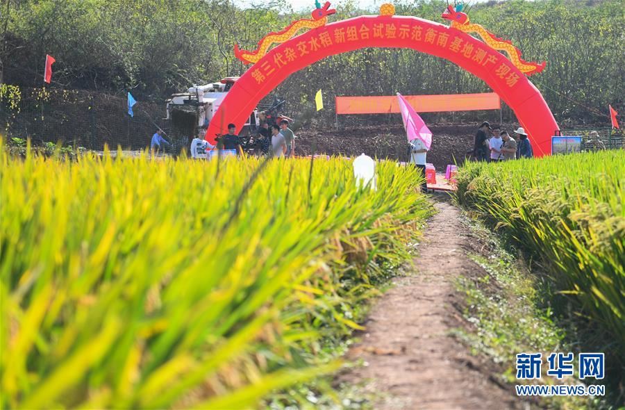 （圖文互動(dòng)）（1）1046.3公斤！袁隆平第三代雜交水稻首次公開(kāi)測(cè)產(chǎn)